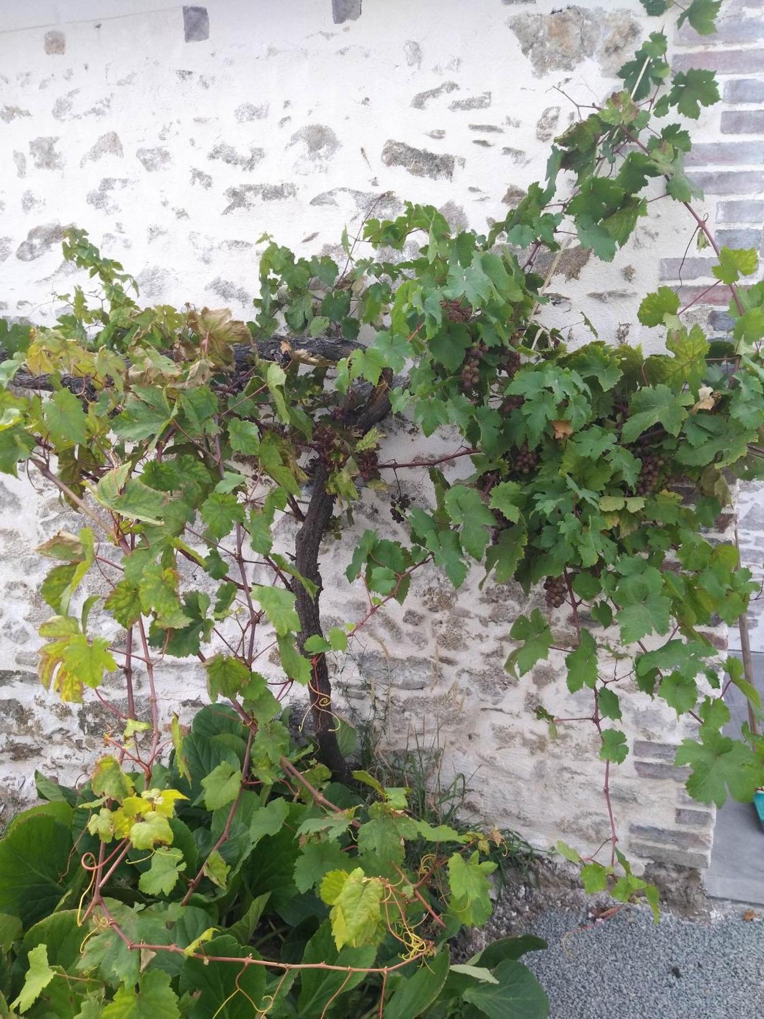Vakantiehuis Mexicana Fougere (Vendee)